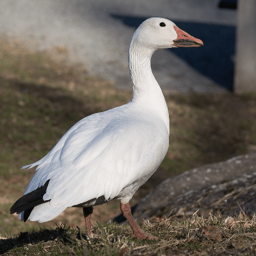 Goose